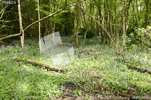 Image of Bluebell woods