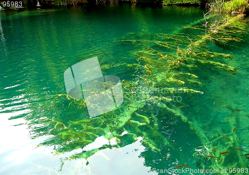 Image of underwater world