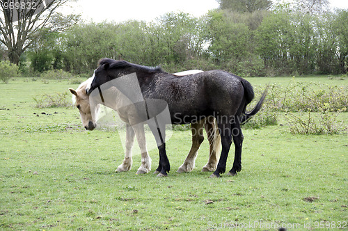 Image of Horse field