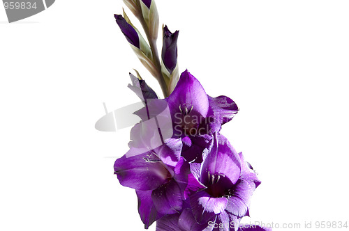 Image of Gladiolus