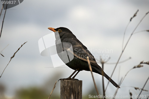 Image of Bird sitting