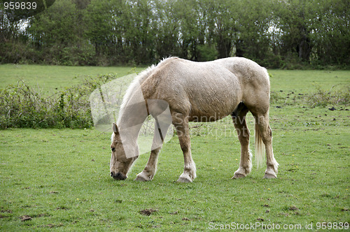 Image of Horse