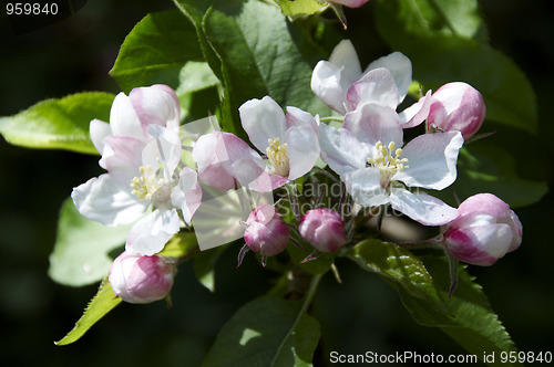 Image of Blossom