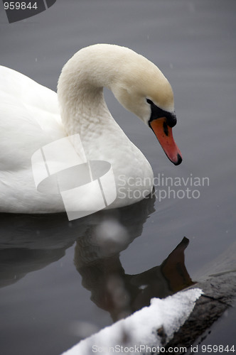 Image of Swan