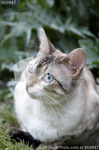 Image of Bengal cat