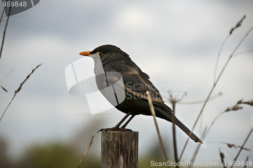 Image of Bird sitting