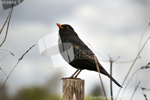 Image of Bird sitting