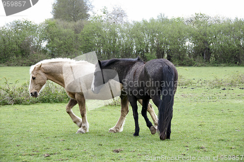 Image of Horse field