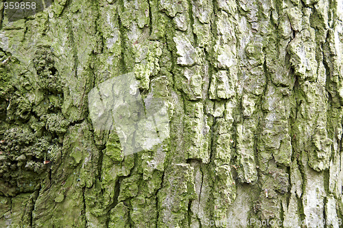 Image of Tree trunk