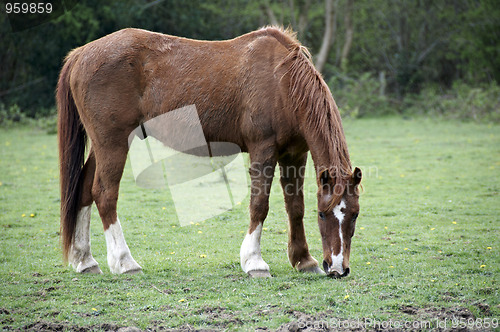 Image of Horse