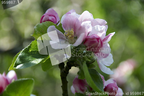 Image of Blossom