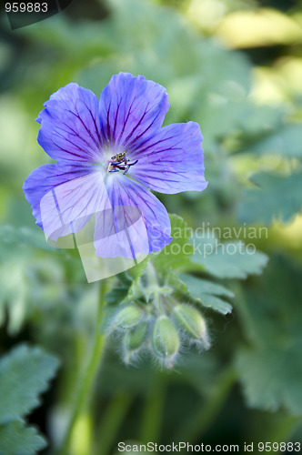 Image of Geranium