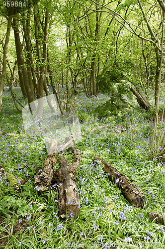 Image of Bluebell woods