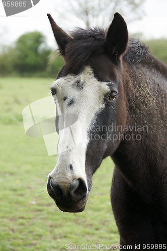 Image of Horse