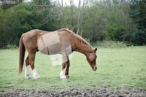 Image of Horse