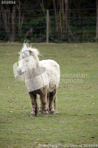 Image of Shetland pony