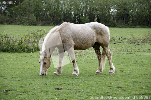 Image of Horse