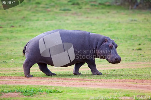 Image of Hippo walking