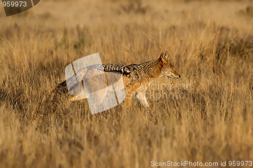 Image of Black Backed Jackal