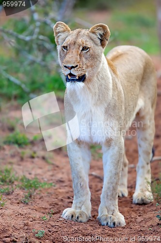 Image of Lioness