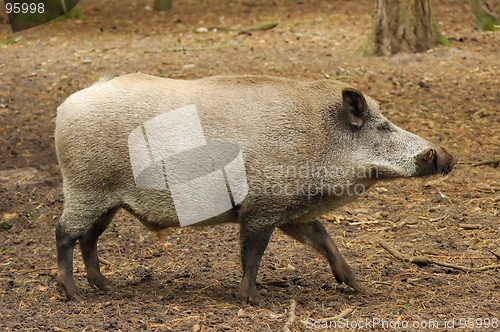 Image of Wild Boar