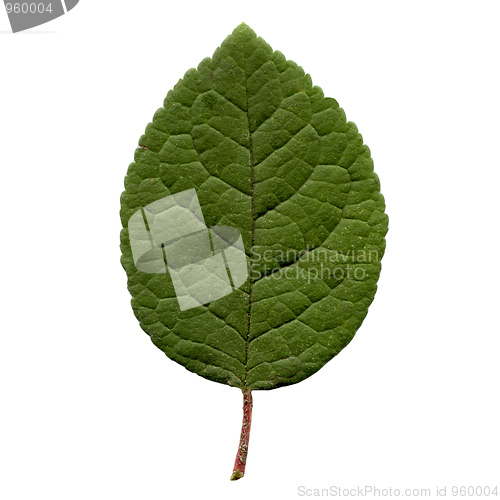 Image of Prune leaf