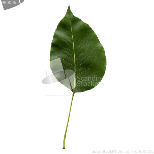 Image of Pear leaf