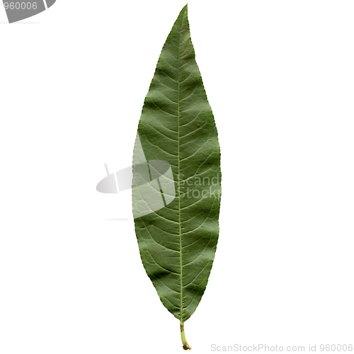 Image of Peach leaf