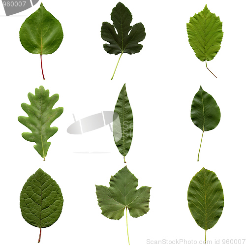 Image of Leaves collage