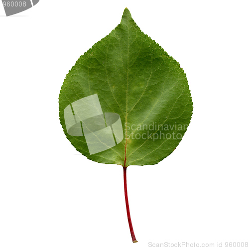 Image of Apricot leaf