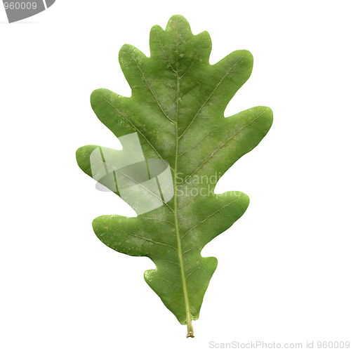 Image of Oak leaf