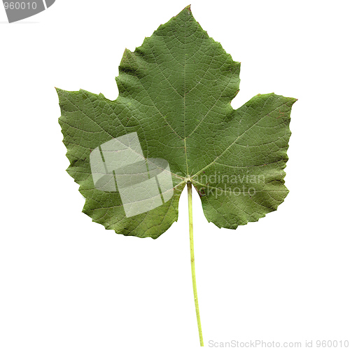 Image of Vitis leaf