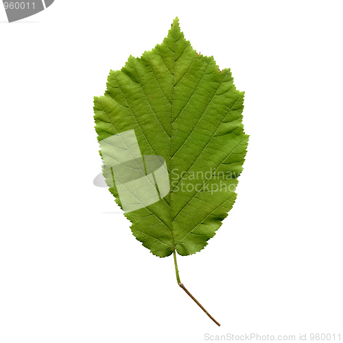 Image of Hazelnut leaf