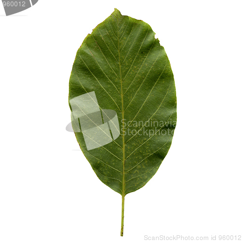 Image of Walnut leaf