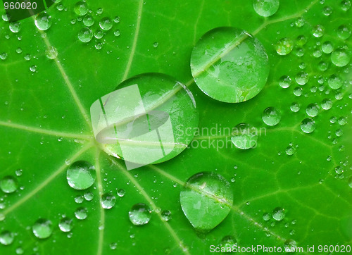 Image of Water drops