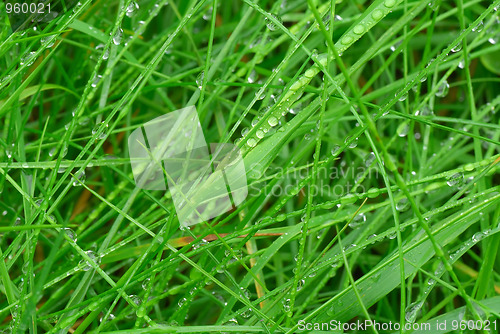 Image of Drops on grass