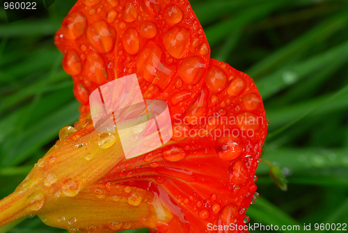 Image of Water drops on flower