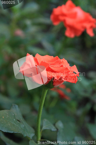 Image of Rose