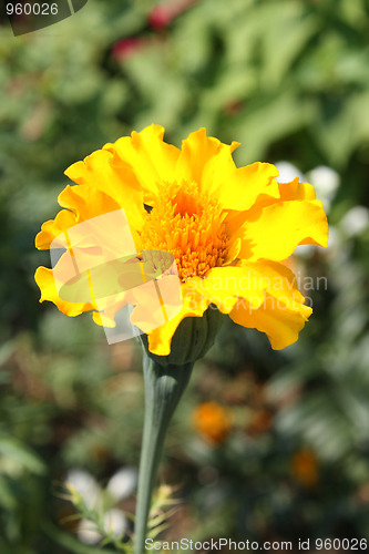 Image of Yellow tagetes