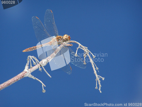Image of Dragonfly