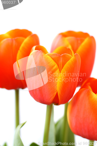 Image of Tulips