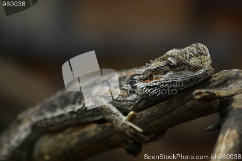 Image of Iguana