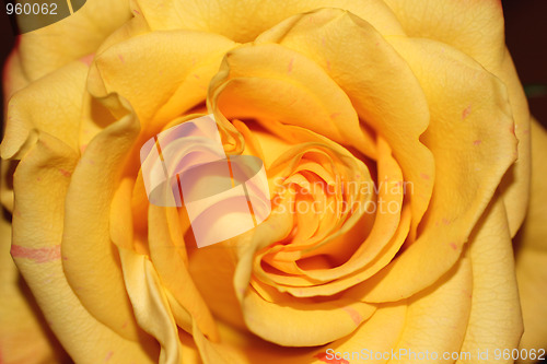 Image of Rose