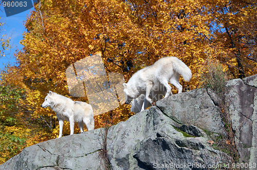 Image of Arctic Wolf