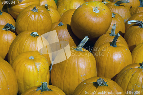 Image of Squash