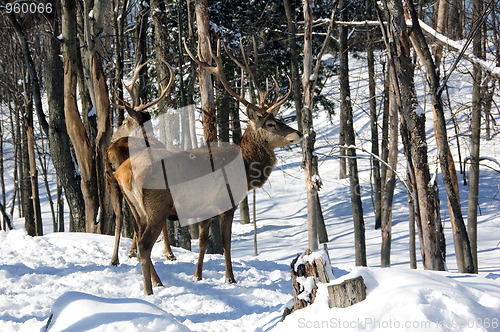 Image of Elk