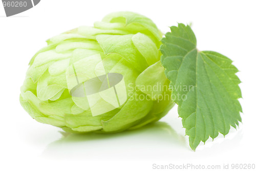 Image of Hop cone