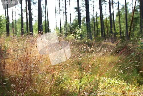 Image of Sunlight in Forest and Grass