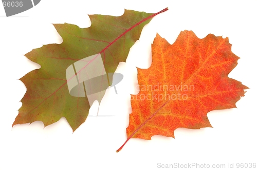 Image of Leaves