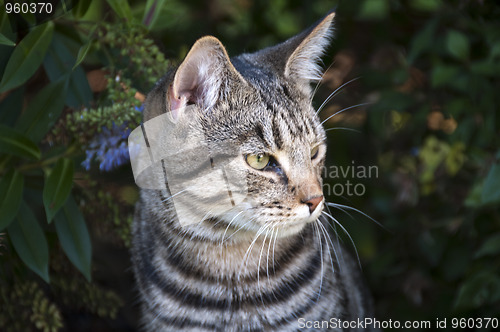 Image of Cat